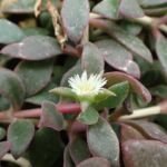 Delosperma – fotografia rastliny