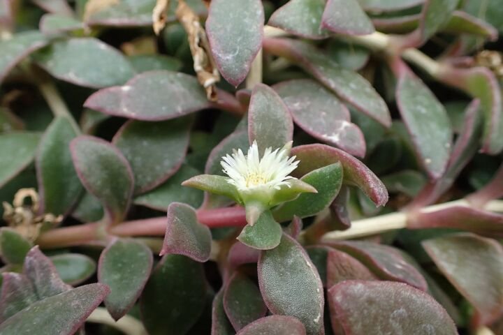 Delosperma