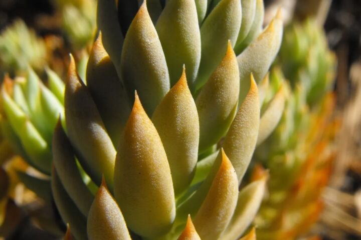 Delosperma ashtonii