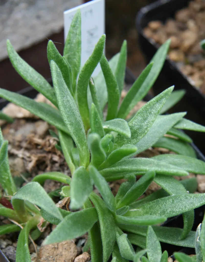 Delosperma ashtonii – v záhrade, fotografia rastliny
