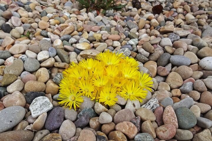 Delosperma congestum
