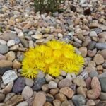 Delosperma congestum – zdjęcie rośliny