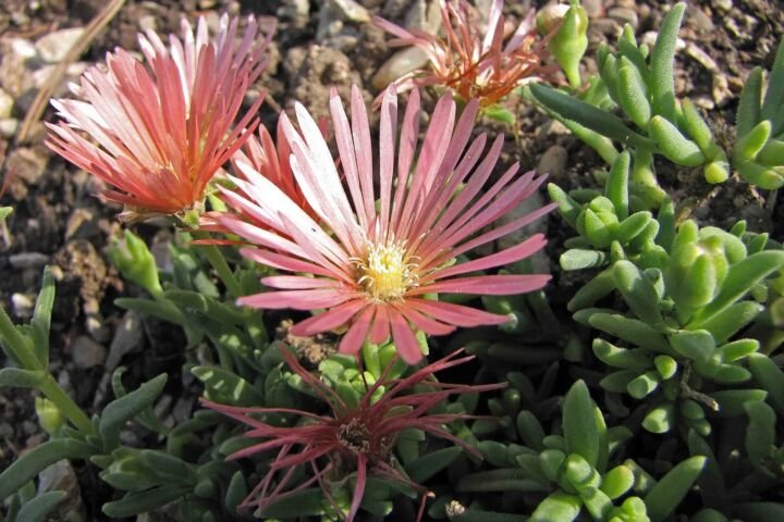Delosperma cooperi