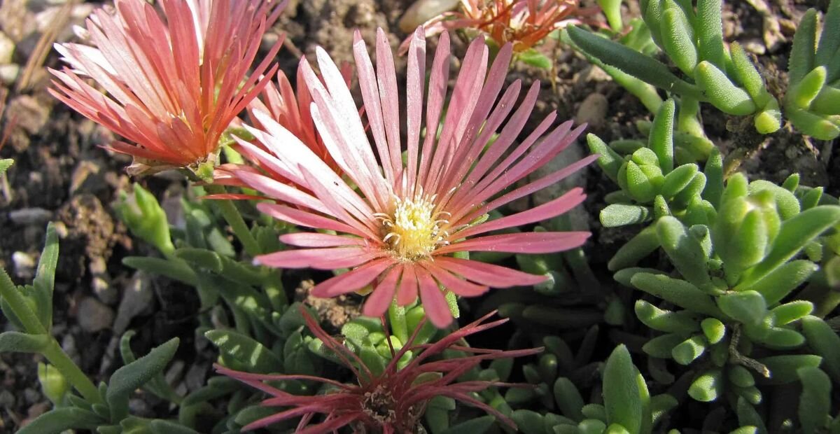 Delosperma cooperi – plant photo