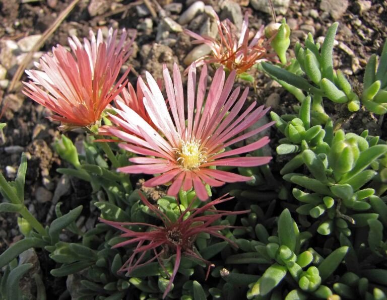 Delosperma cooperi – zdjęcie rośliny