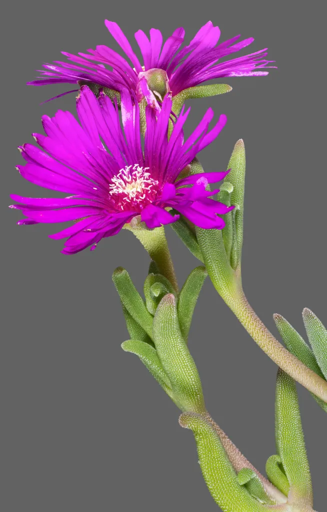 Delosperma cooperi – flowers in close-up, plant photo