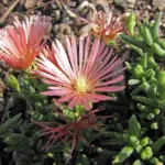 Trailing Iceplant (Delosperma cooperi) – plant photo