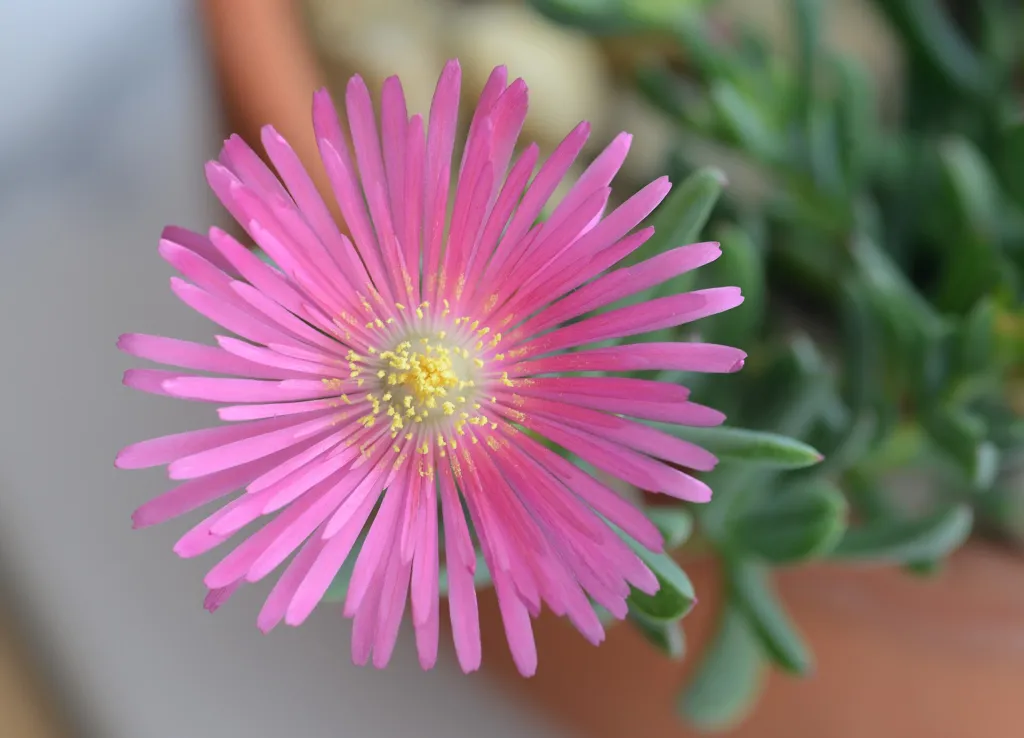 Delosperma cooperi – flowers in close-up, plant photo