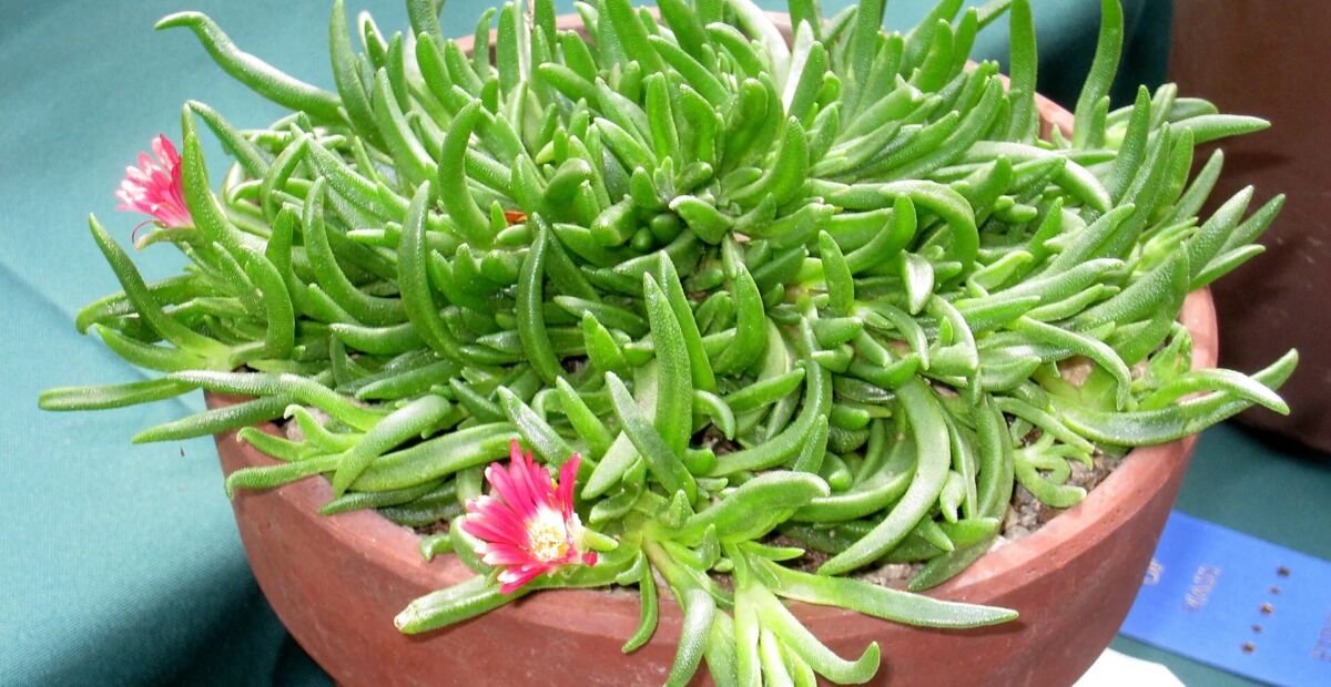 Delosperma dyeri – fotografia rastliny