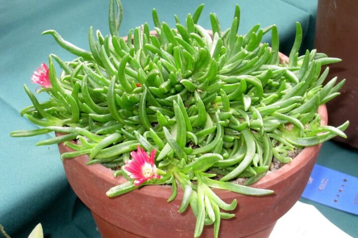 Delosperma dyeri