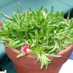 Delosperma dyeri – Pflanzenfoto