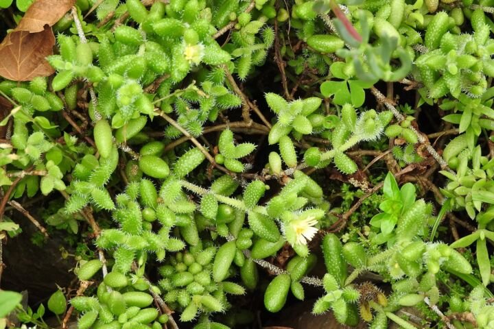 Delosperma echinatum