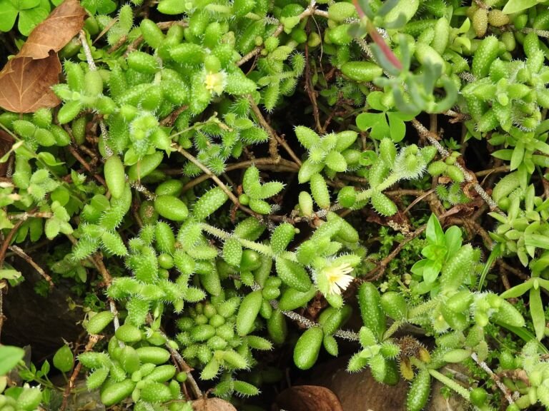 Delosperma echinatum – fotografia rastliny