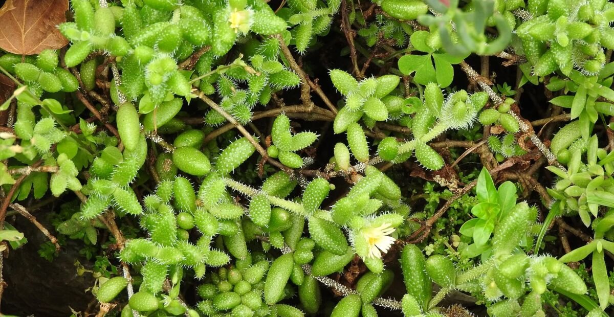 Delosperma echinatum – Pflanzenfoto