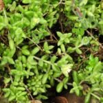 Delosperma echinatum – zdjęcie rośliny