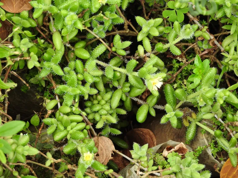 he pickle pla (Delosperma echinatum) – flowers in close-up, plant photo