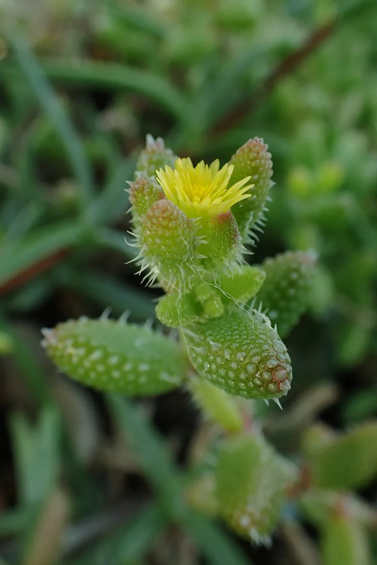 he pickle pla (Delosperma echinatum) – in a garden setting, plant photo