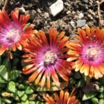 Delosperma 'Fire Spinner' – zdjęcie rośliny