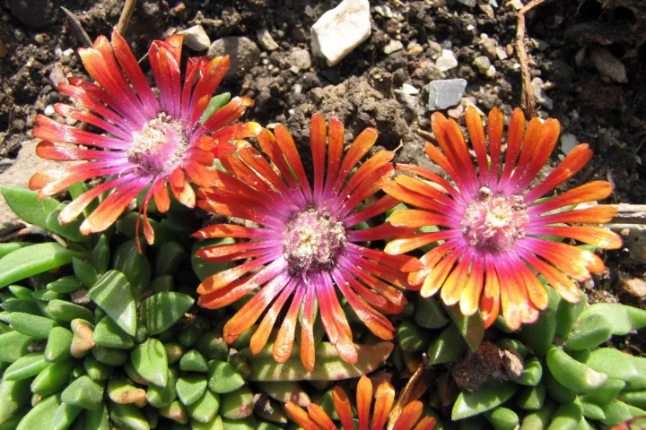 Aizoaceae