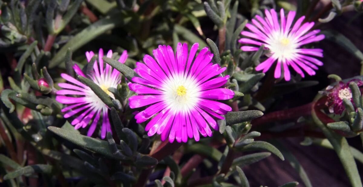 Delosperma floribundum – fotografia rastliny