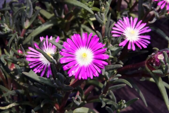 Delosperma floribundum