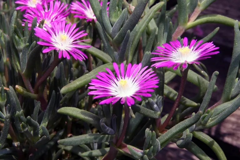 Stock Sheepfig (Delosperma floribundum) – characteristic appearance, plant photo