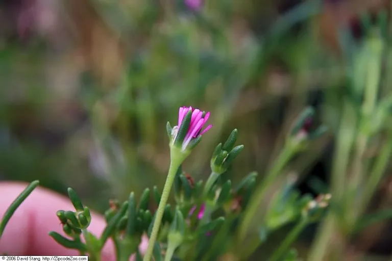 Stock Sheepfig (Delosperma floribundum) – in a garden setting, plant photo