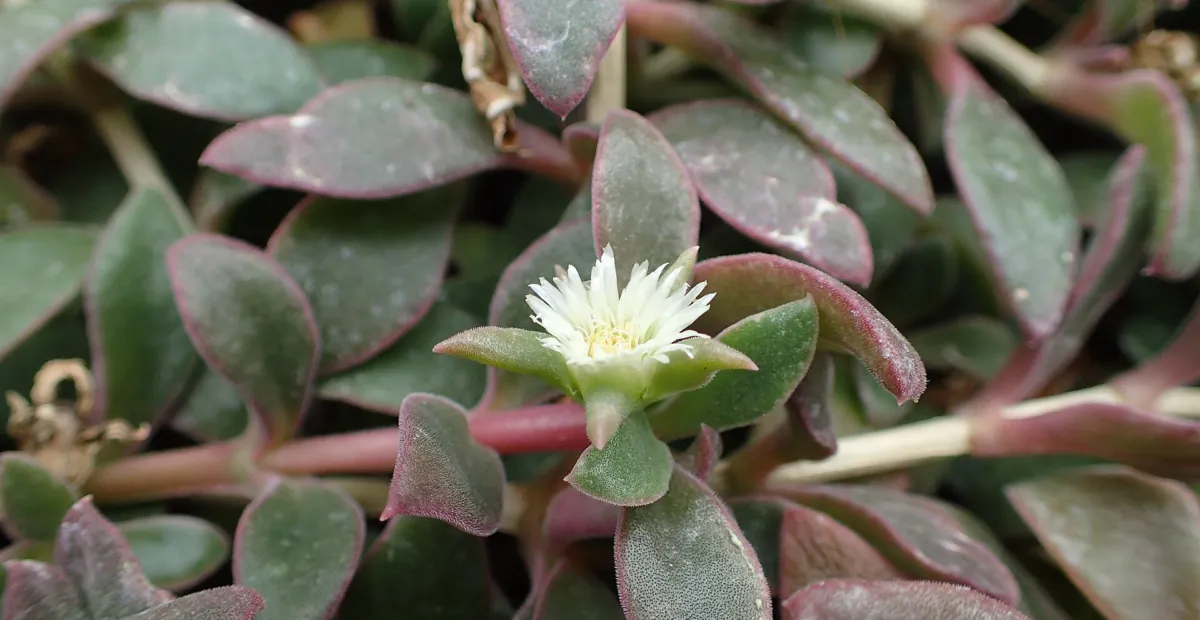 Sheepfigs (Delosperma) – plant photo
