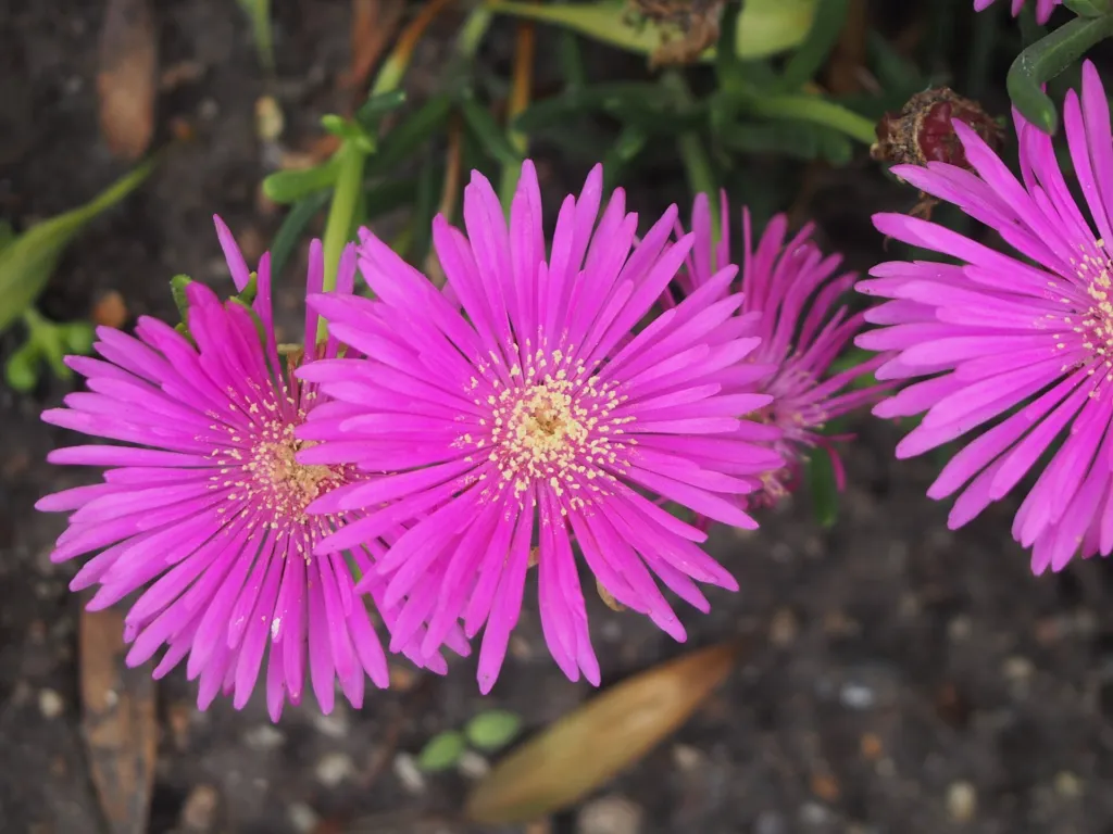 Delosperma – flowers in close-up, plant photo
