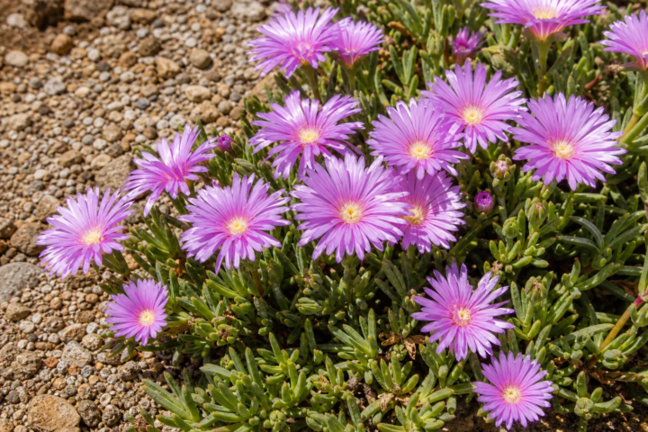 Delosperma 'Lavender Ice'