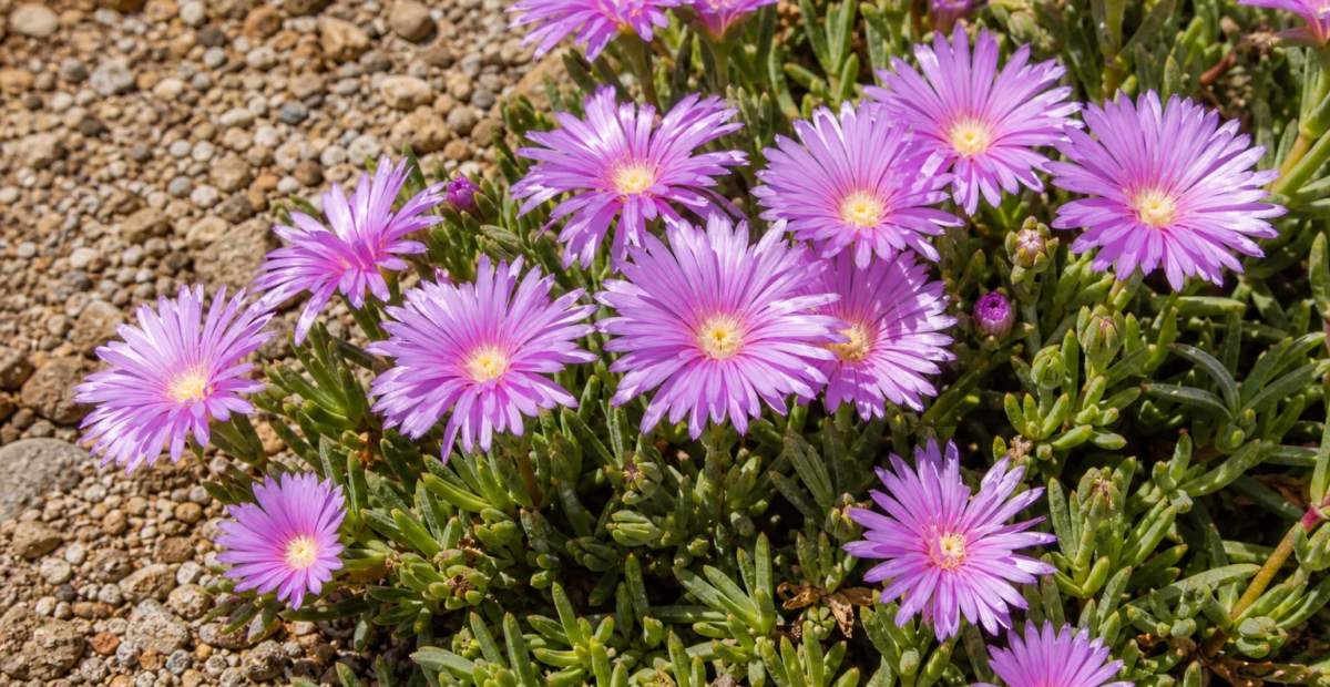 Delosperma 'Lavender Ice' – plant photo