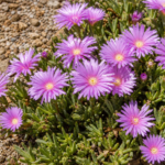 Delosperma 'Lavender Ice' – zdjęcie rośliny