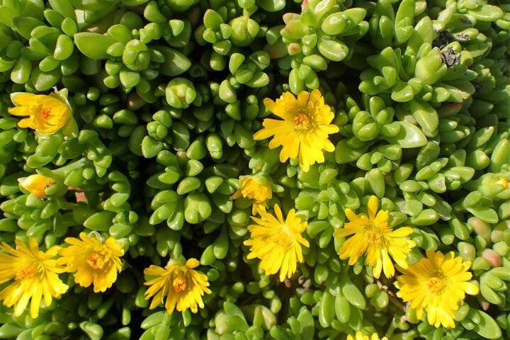 Delosperma nubigenum