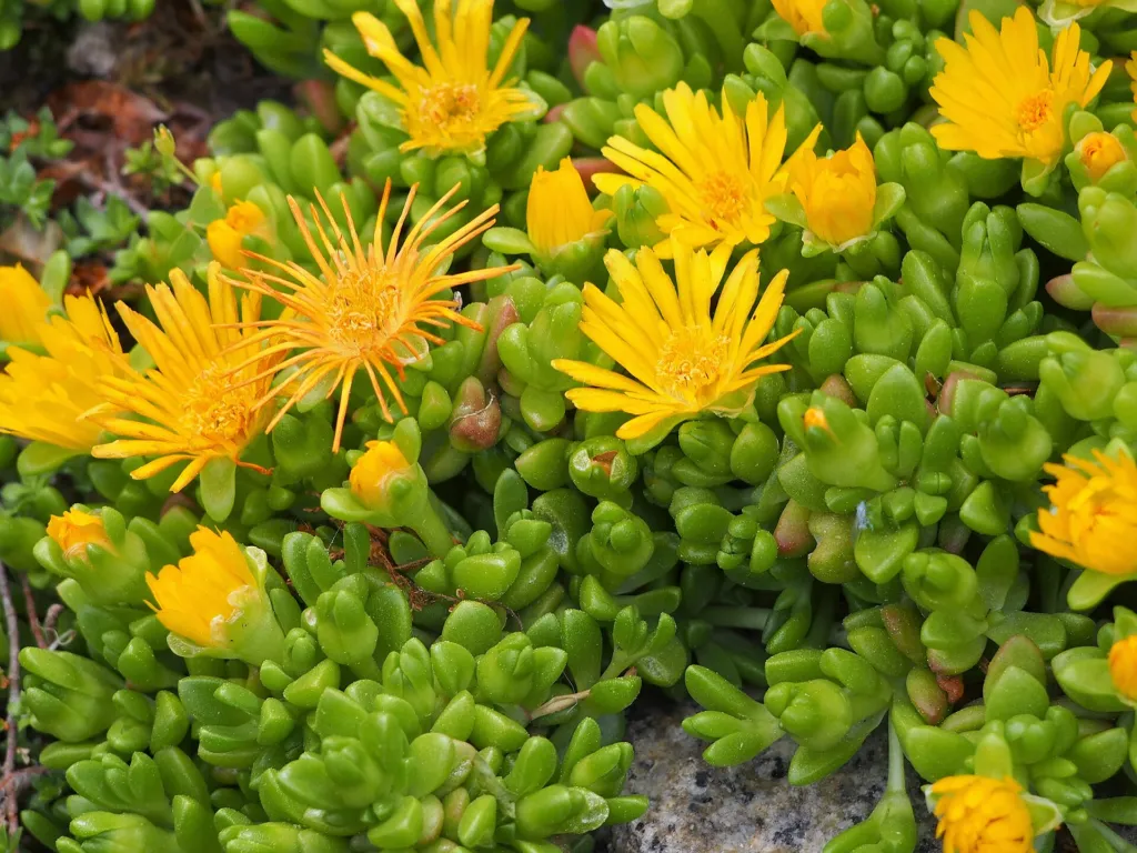 Delosperma nubigenum – kvety zblízka, fotografia rastliny