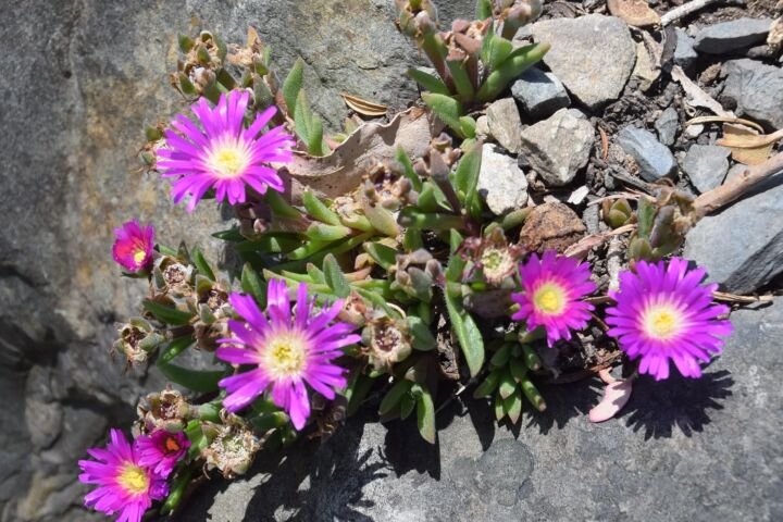 Delosperma sutherlandii