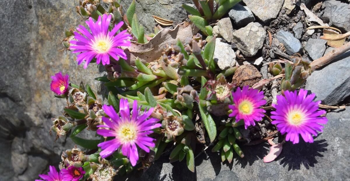 Delosperma sutherlandii – plant photo