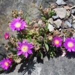 Delosperma sutherlandii – zdjęcie rośliny