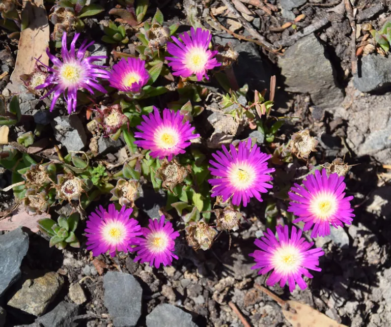 Fire Sheepfig (Delosperma sutherlandii) – in a garden setting, plant photo