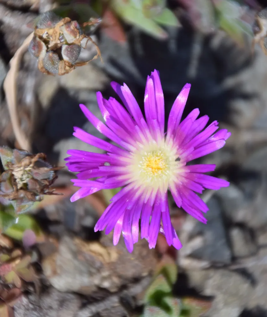 Delosperma sutherlandii – im Garten, Pflanzenfoto