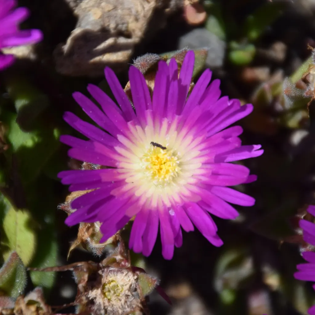 Delosperma sutherlandii – im Garten, Pflanzenfoto
