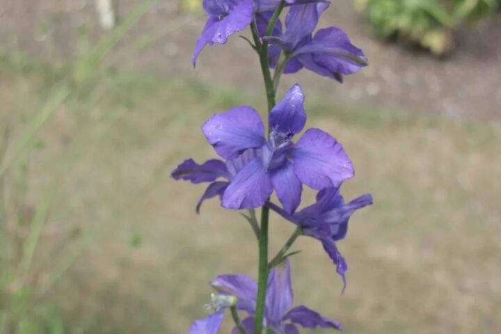 Delphinium ajacis
