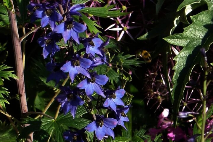 Delphinium elatum elatum
