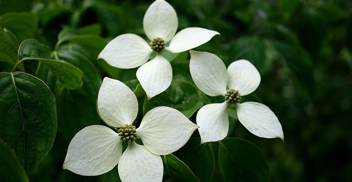 Dereń kousa odmiana chińska (Cornus kousa 'Chinensis') – plant photo