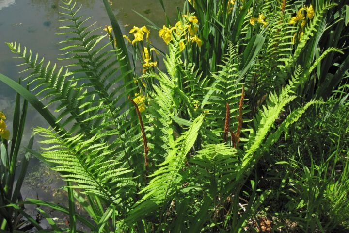 Osmunda 'Cinnamomea'