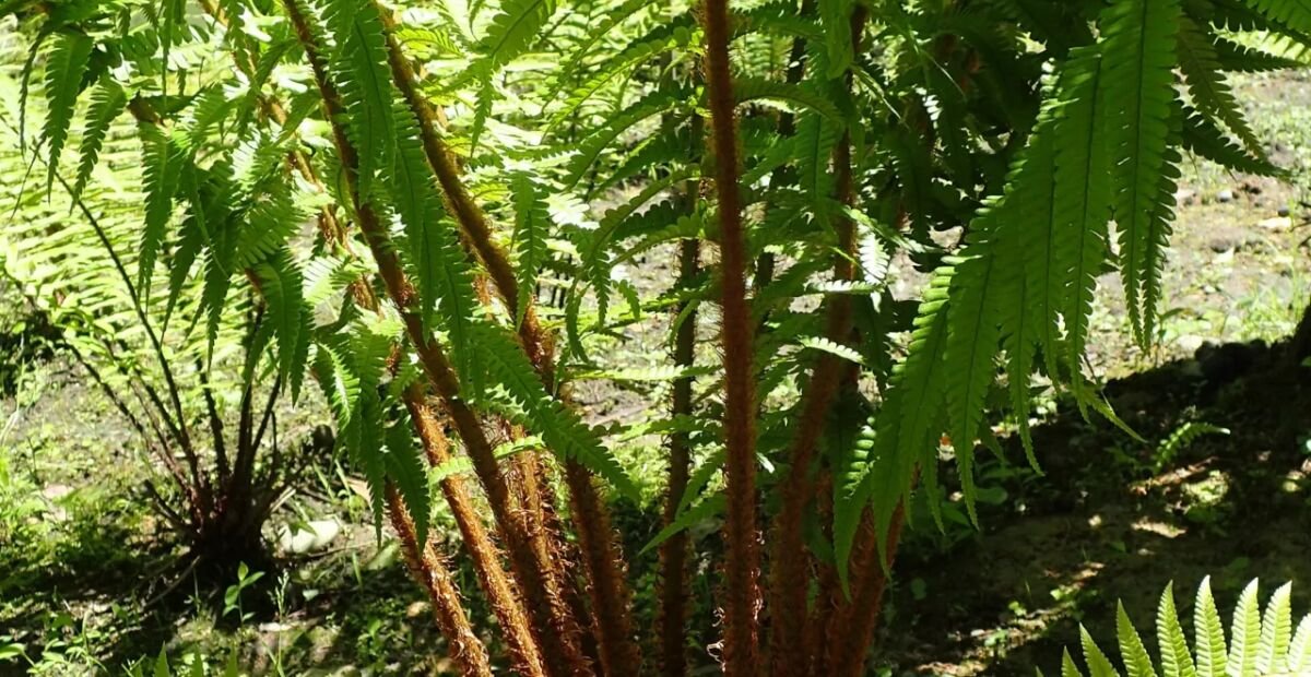 Dryopteris affinis – plant photo