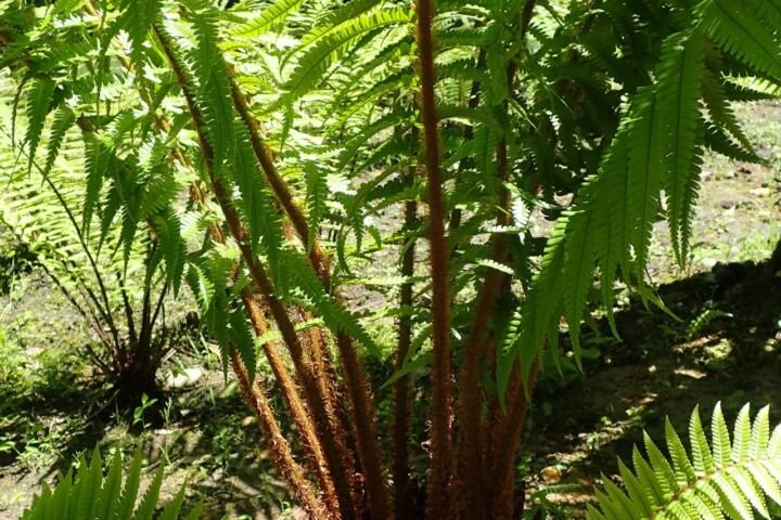 Dryopteris affinis