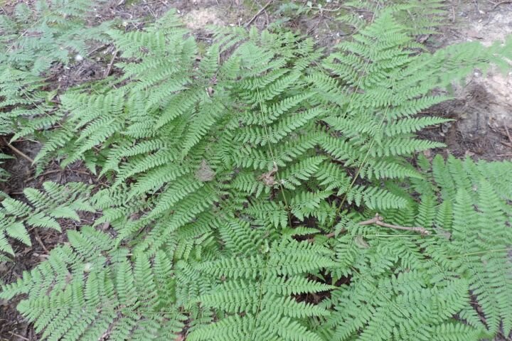 Dryopteris dilatata