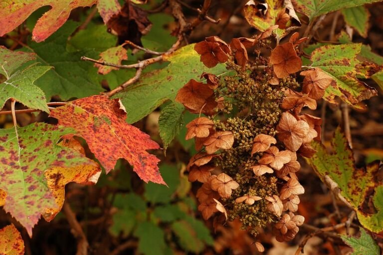 dubolistá hortenzia (Hydrangea quercifolia) – fotografia rastliny