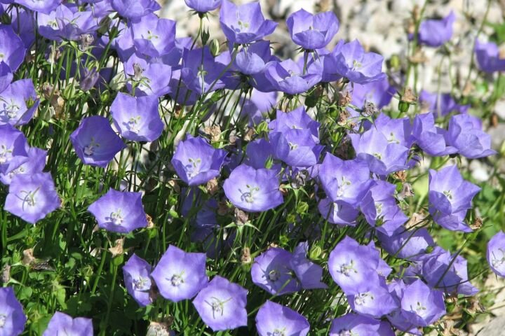 Campanula carpatica