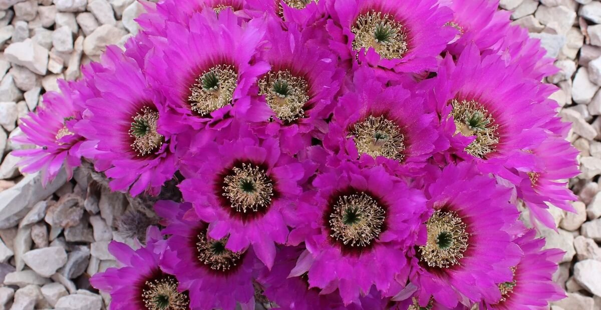 Echinocereus reichenbachii – plant photo